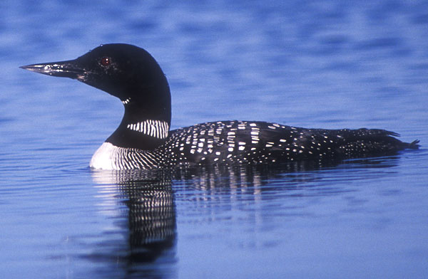common loon images. Common Loon
